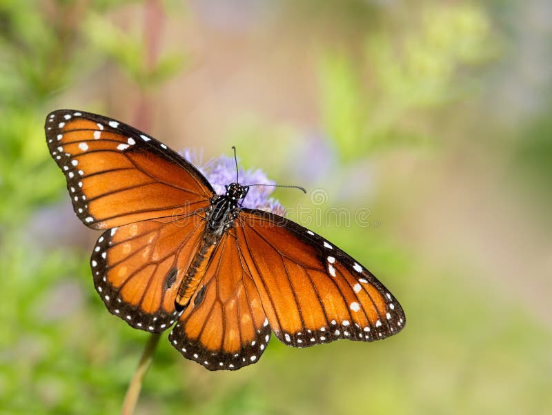 The Soldier or Tropical Queen butterfly (Danaus eresimus) feeding on Greggs Mistflowers (Conoclinium greggii) in the autumn garden. The Soldier or Tropical Queen butterfly (Danaus eresimus) feeding on Greggs Mistflowers (Conoclinium greggii) in the autumn garden