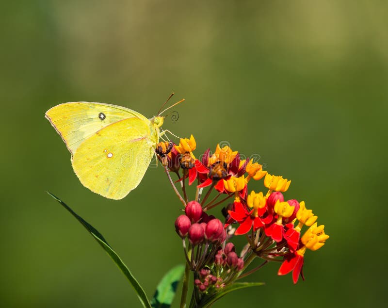 Southern Dogface Zerene cesonia butterfly feeding on Tropical Milkweed flowers. Natural green background with copy space. Southern Dogface Zerene cesonia butterfly feeding on Tropical Milkweed flowers. Natural green background with copy space.