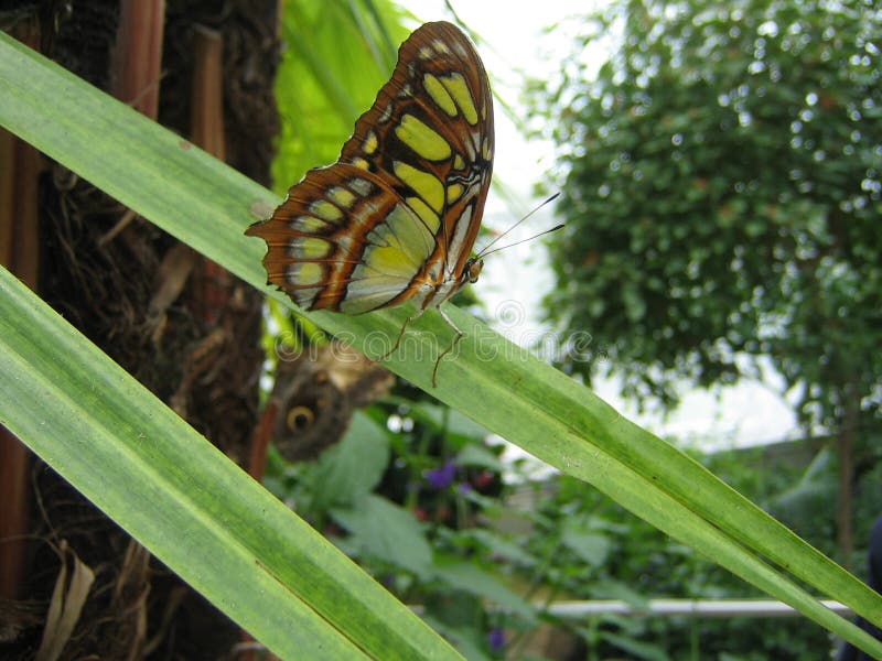 Borboleta Verde-Lima imagem de stock