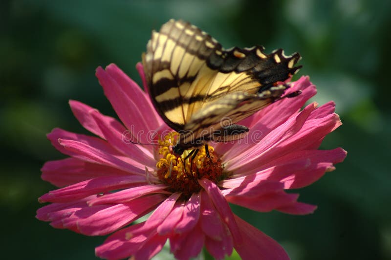 Yellow and black butterfly on a flower. Yellow and black butterfly on a flower