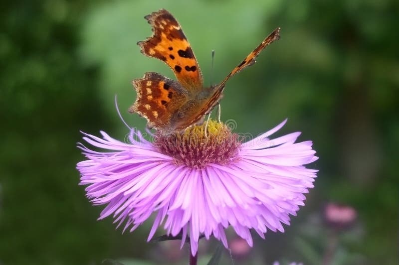 Butterfly on a flower in early autumn. Butterfly on a flower in early autumn