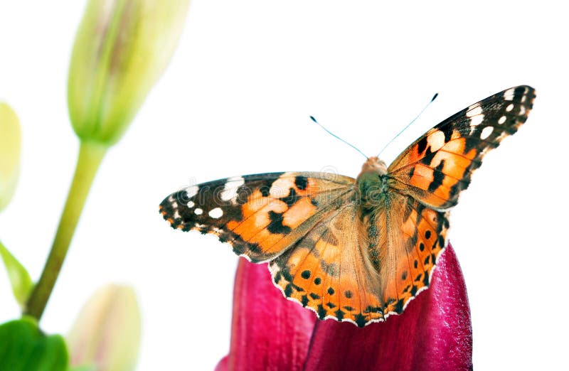 Borboleta em uma flor a borboleta bonita pintou a senhora na flor isolada em um branco Borboleta e l?rio foto de stock Borboleta em uma flor a borboleta bonita pintou a senhora na flor isolada em um branco Borboleta e l?rio foto de stock