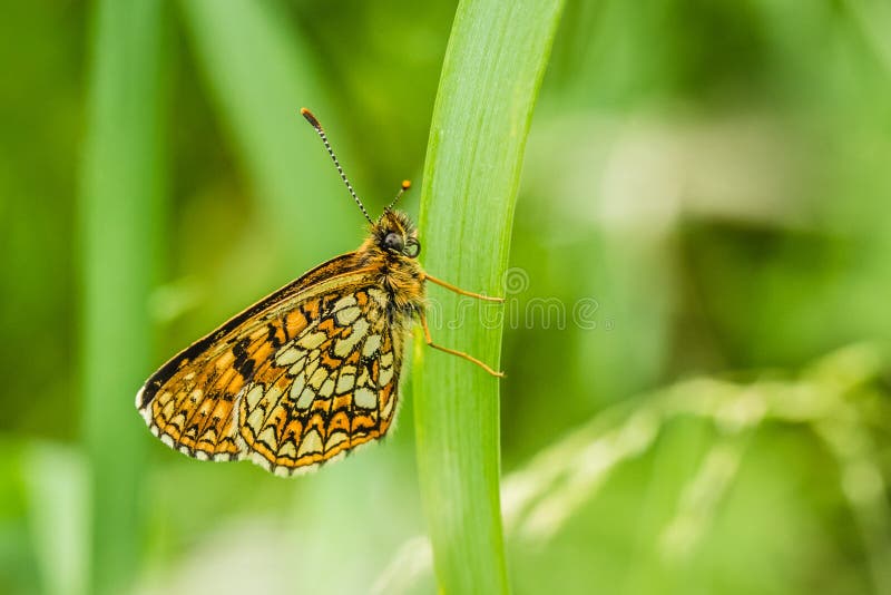 Side view of false heath fritillary, an endangered butterfly sitting on green grass. It has white half moons and bands of creamy-white and orange checkers on his wings. Blurry green background. Side view of false heath fritillary, an endangered butterfly sitting on green grass. It has white half moons and bands of creamy-white and orange checkers on his wings. Blurry green background.
