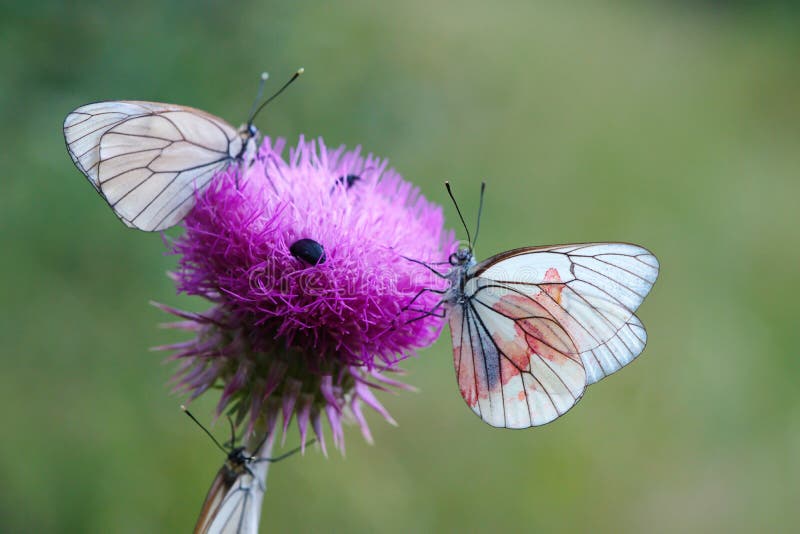 Hawthorn butterfly. Hawthorn butterflies on the Thistle flower. close-up. a couple in love. Hawthorn butterfly. Hawthorn butterflies on the Thistle flower. close-up. a couple in love