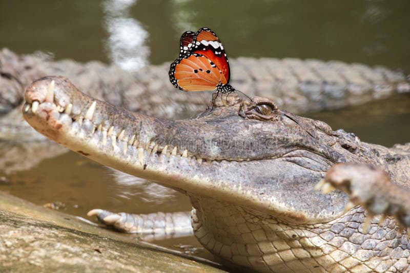 Butterfly on head of False gharial. Butterfly on head of False gharial.