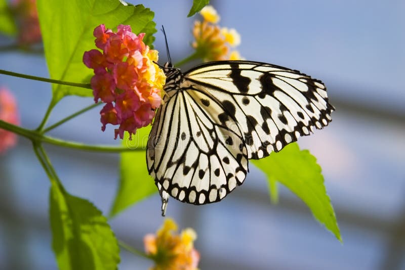 Butterfly is feeding on flower. Surrounding by many of relatives in a friendly environment created by human. Butterfly is feeding on flower. Surrounding by many of relatives in a friendly environment created by human.