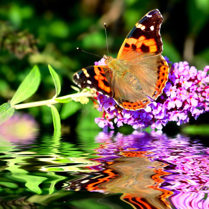 Beautiful butterfly on purple flower. Beautiful butterfly on purple flower
