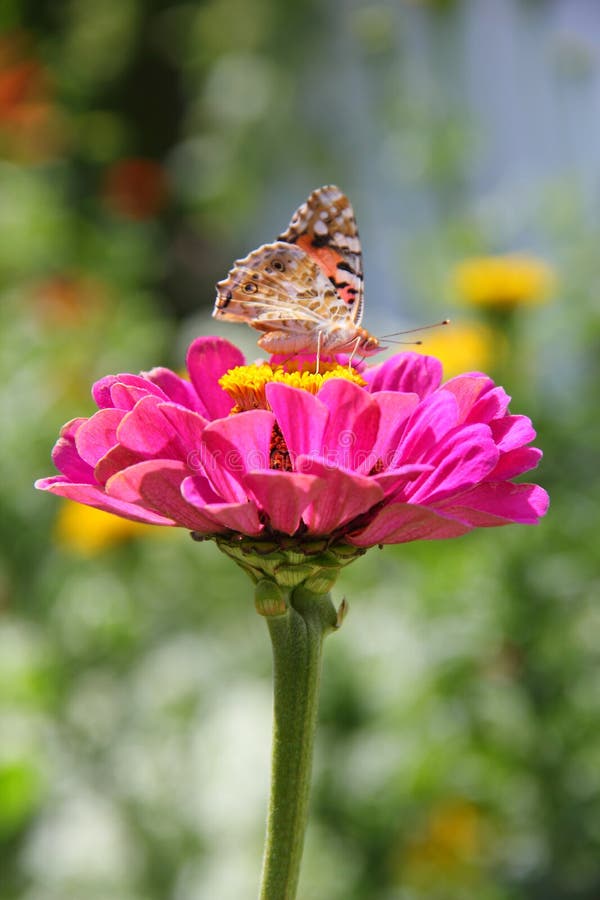 Butterfly on zinnia flower on a blurred background of flowering plants. Butterfly on zinnia flower on a blurred background of flowering plants