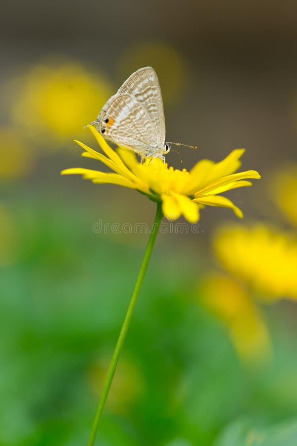 A brown butterfly on yellow daisy,autumn. A brown butterfly on yellow daisy,autumn