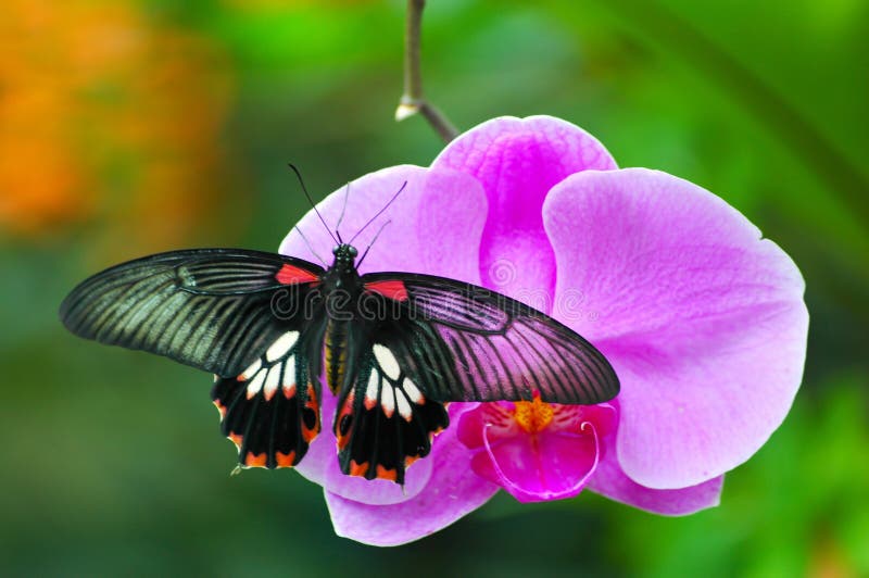 Borboleta na orquídea imagens de stock Borboleta na orquídea imagens de stock