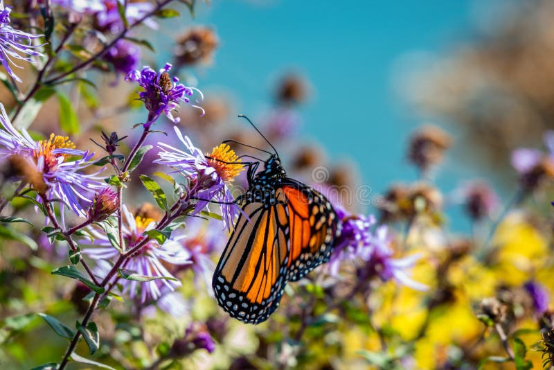 Butterfly on the blue flowers sunny autumn day in Canada, Quebec. Butterfly on the blue flowers sunny autumn day in Canada, Quebec