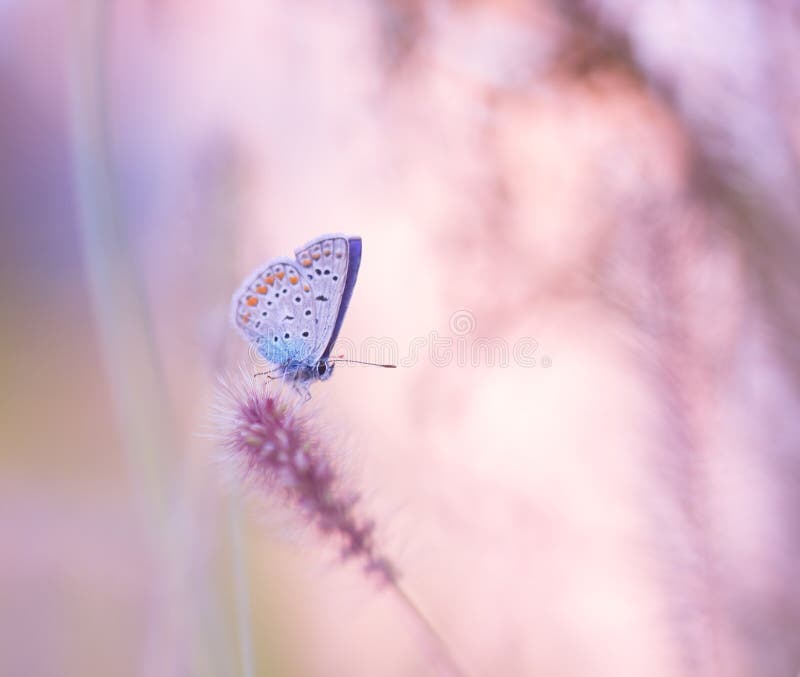 Beautiful butterfly on the wildflower. Beautiful butterfly on the wildflower