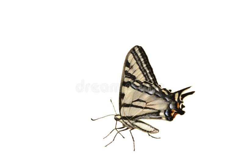 Borboleta ocidental de Swallowtail do tigre fotos de stock royalty free Borboleta ocidental de Swallowtail do tigre fotos de stock royalty free