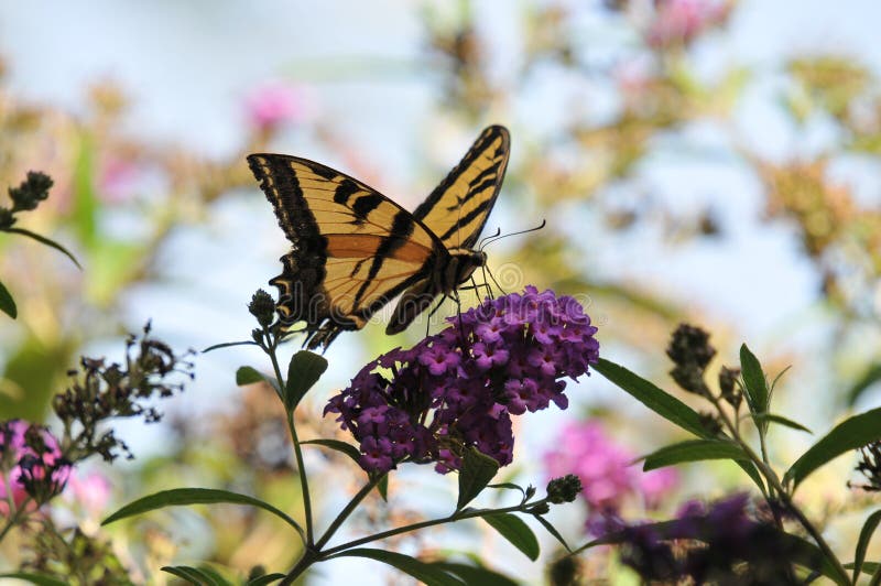 Borboleta ocidental do rutulus de Tiger Swallowtail Papilio na borboleta Bush imagens de stock Borboleta ocidental do rutulus de Tiger Swallowtail Papilio na borboleta Bush imagens de stock