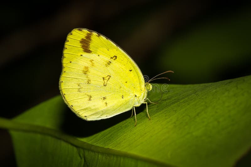 Borboleta pequena fotos de stock