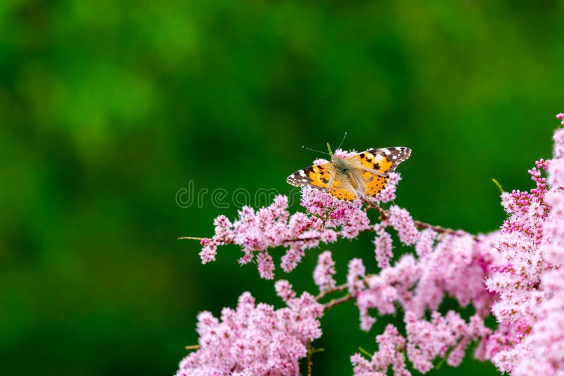 Borboleta pintada da senhora, cardui de Vanessa em flores fotos de stock royalty free Borboleta pintada da senhora, cardui de Vanessa em flores fotos de stock royalty free