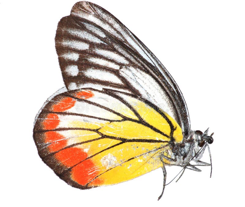 A painted Jezebel butterfly isolated in white, in Yunnan, China. A painted Jezebel butterfly isolated in white, in Yunnan, China.