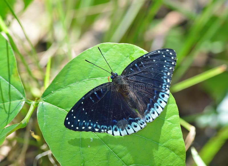 Belo Popinjay Emperrado Na Mão Foto de Stock - Imagem de media, periquito:  262781102