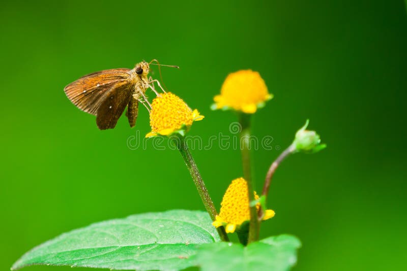 Borboleta Tailândia fotos de stock Borboleta Tailândia fotos de stock
