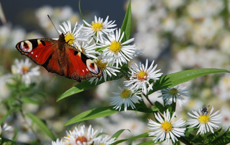 The image shows a red peacock butterfly. The butterfly is sitting on a flower with many white blooms and some green leaves. Additionally to the white petals of these flowers also the yellow inner of the bloom can be seen. In the background of the picture these blossoms are blurred. The peacock is located in the upper left corner of the photo. On one bloom a fly is sitting. The butterfly has wide. The image shows a red peacock butterfly. The butterfly is sitting on a flower with many white blooms and some green leaves. Additionally to the white petals of these flowers also the yellow inner of the bloom can be seen. In the background of the picture these blossoms are blurred. The peacock is located in the upper left corner of the photo. On one bloom a fly is sitting. The butterfly has wide