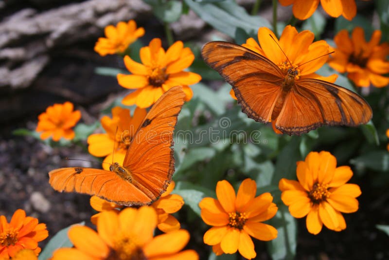 Borboletas Laranjas fotografia de stock royalty free