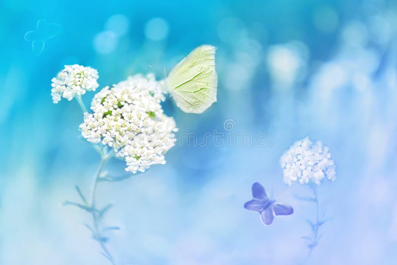 Yellow butterflies on the white flower against a background of wild nature in blue tones. Artistic image. Soft focus. Yellow butterflies on the white flower against a background of wild nature in blue tones. Artistic image. Soft focus.
