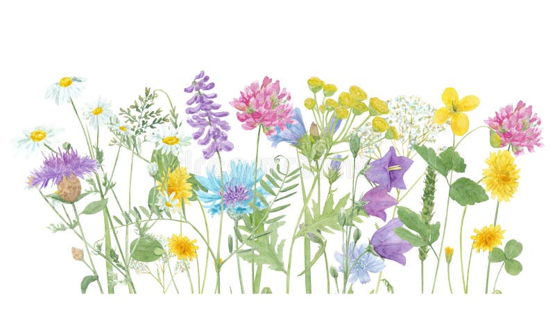 Borda floral de Verão desenhada a aquarelas com flores silvestres e composição de erva isolada em fundo branco