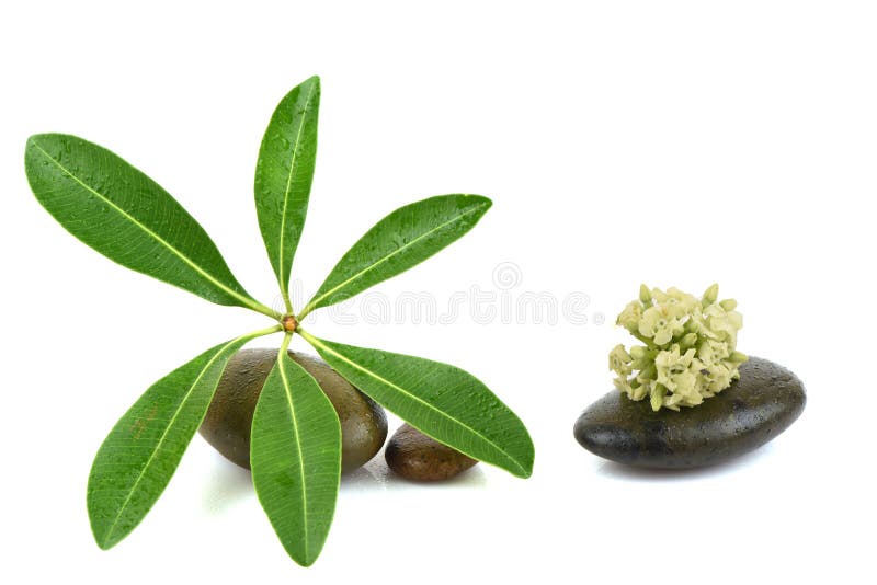 Bordboom, Duivelsboom, Alstonia-scholaris (Linn ) R BR , bladeren en bloemen stock afbeeldingen Bordboom, Duivelsboom, Alstonia-scholaris (Linn ) R BR , bladeren en bloemen stock afbeeldingen