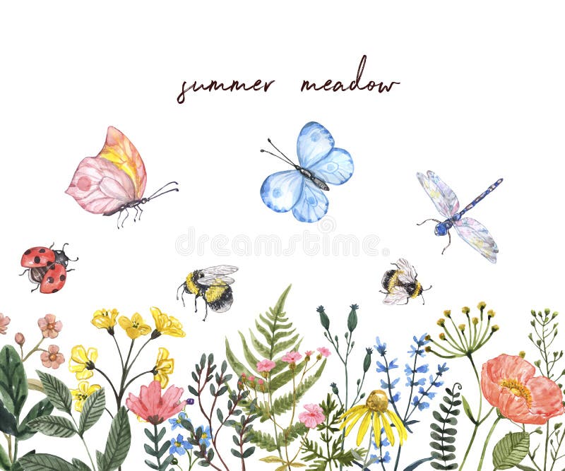 Watercolor summer meadow illustration. Wildflowers border. Bright colorful spring flowers, bees, butterflies, dragonfly, butterfly, isolated on white background. Green leaves, grass herbs. Watercolor summer meadow illustration. Wildflowers border. Bright colorful spring flowers, bees, butterflies, dragonfly, butterfly, isolated on white background. Green leaves, grass herbs