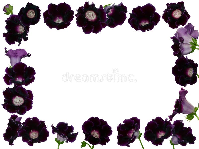 154 Gloxinia Violeta Fotos de stock - Fotos libres de regalías de Dreamstime