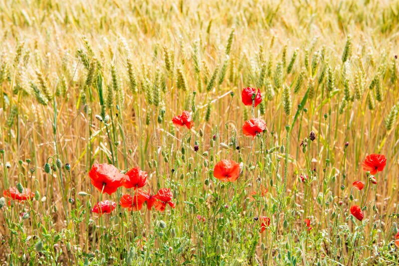 Borde del campo en verano con las amapolas florecientes foto de archivo libre de regalías Borde del campo en verano con las amapolas florecientes foto de archivo libre de regalías
