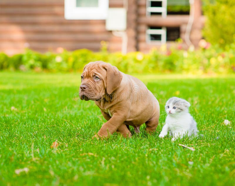 Bordeaux puppy dog and newborn kitten walking together on green grass stock image Bordeaux puppy dog and newborn kitten walking together on green grass stock image