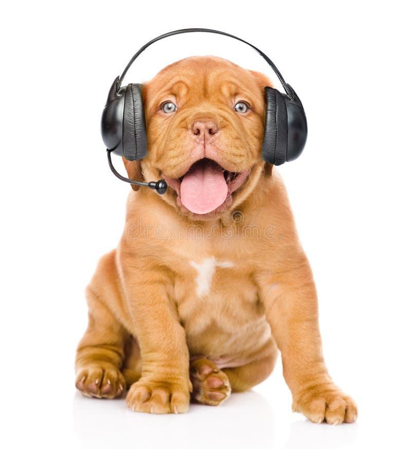 Hund im Kopfhörer stockbild. Bild von nett, getrennt 41761357