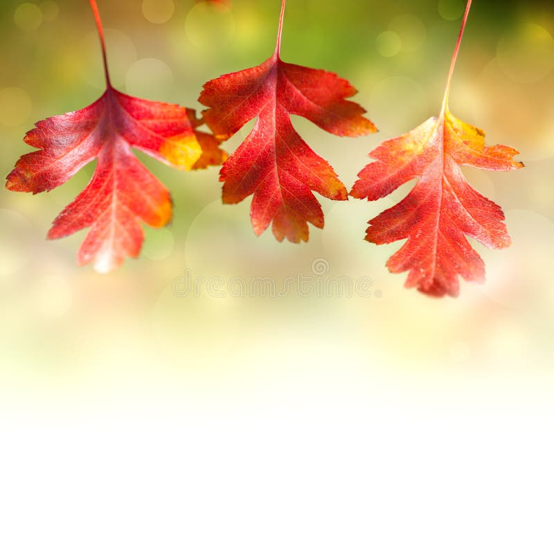 Design Border of Autumn Red colorful Leaves on white background with magical lights defocused