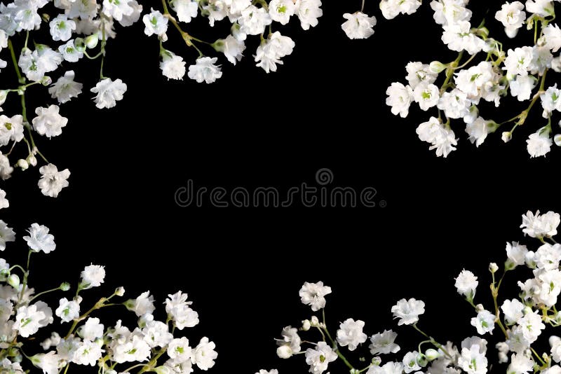 Border of baby s breath on black.