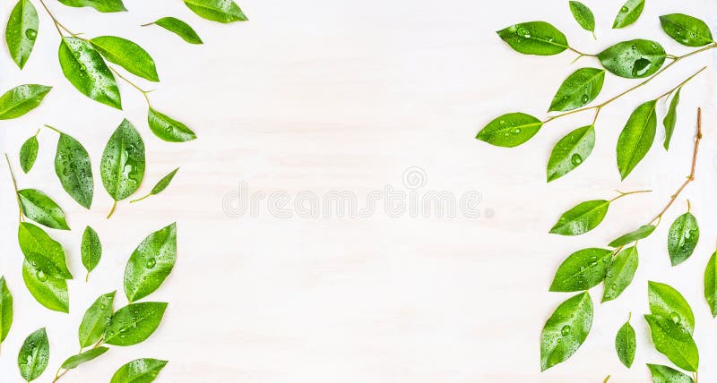 Border or banner of Green leaves with dew drops on white wooden background, top view.