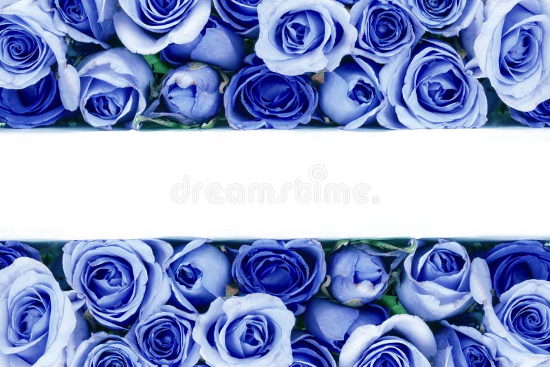Border of Beautiful fresh sweet blue rose for love romantic vale
