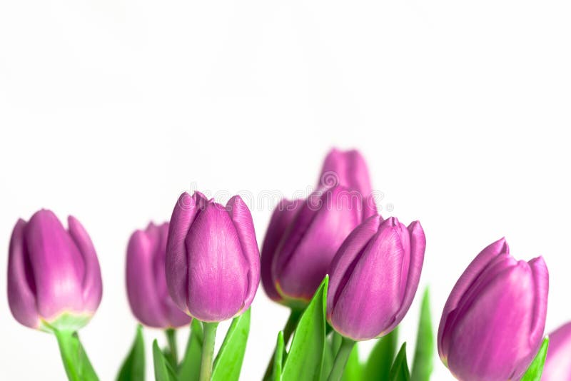 Border of beautiful fresh purple spring tulips at the bottom of a horizontal frame on a white background with plenty of copy space symbolic of springtime. Border of beautiful fresh purple spring tulips at the bottom of a horizontal frame on a white background with plenty of copy space symbolic of springtime.