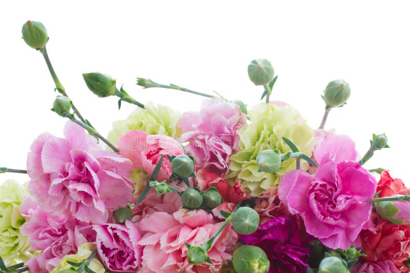 Carnation border stock photo. Image of dyanthus, botany 4883624