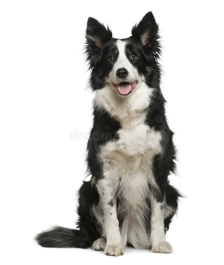 Border Collie, 10 years old, sitting royalty free stock image