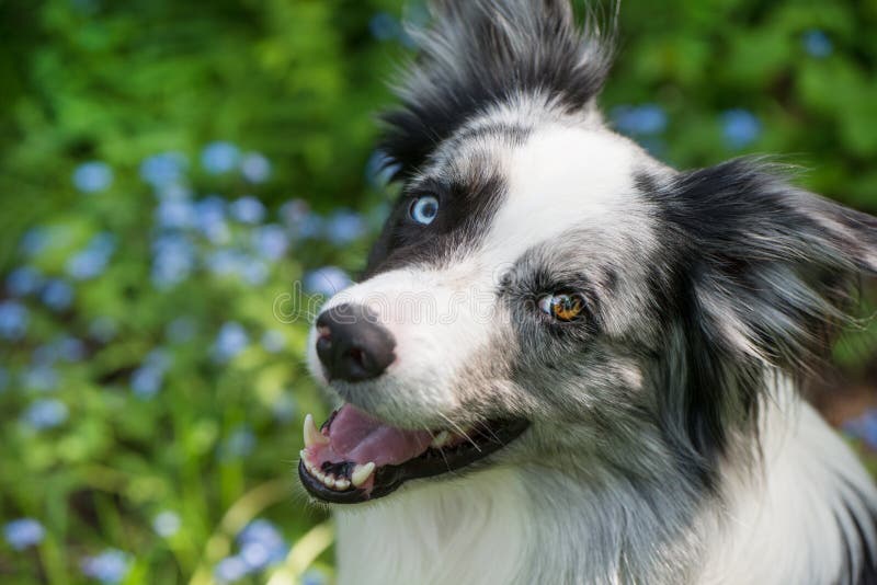 3,291 Blue Merle Border Collie Royalty-Free Images, Stock Photos & Pictures