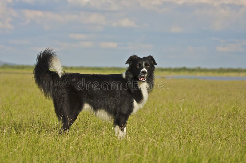 Border collie royalty free stock images