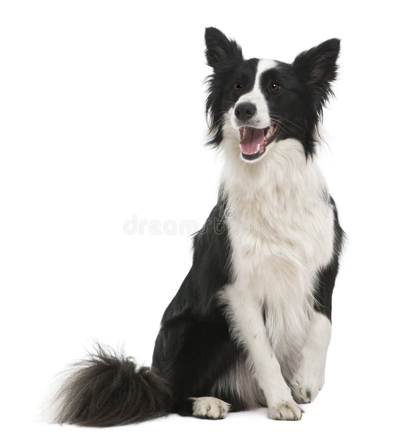 Border collie, 18 months old, in front of white background