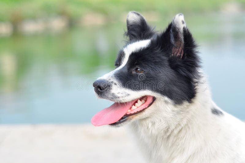 Border collie