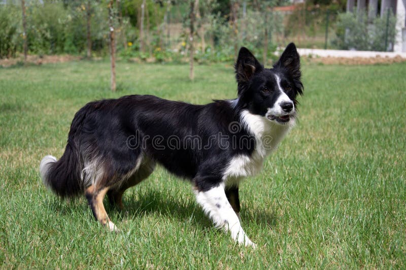 Border Collie