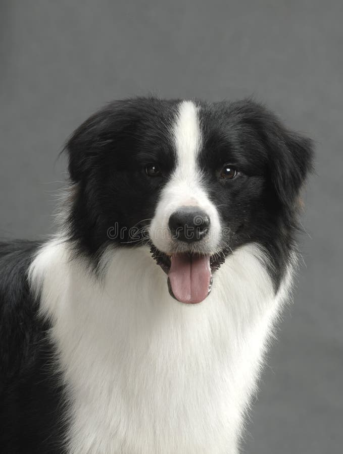 Border Collie royalty free stock photo