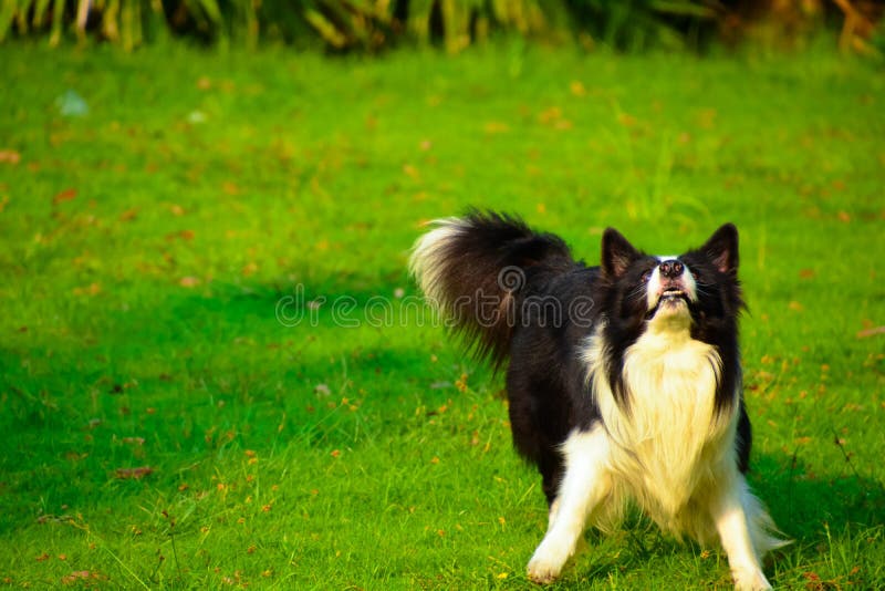Border collie image libre de droits Border collie image libre de droits