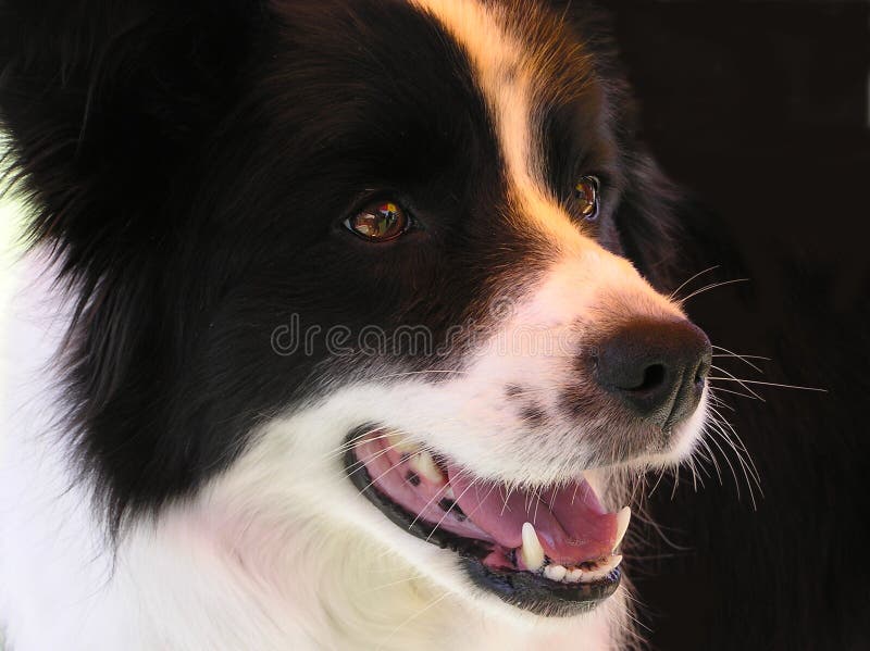 Photograph of a border collie taken at a dog show.