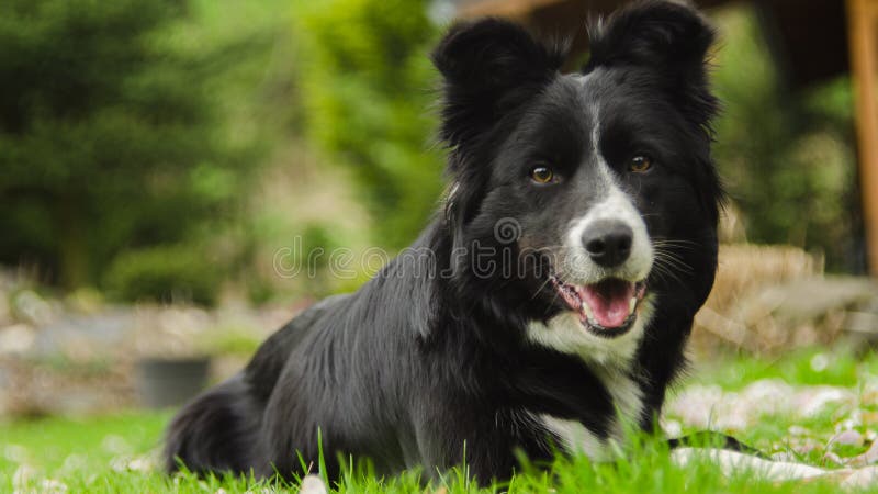 Border collie photos libres de droits Border collie photos libres de droits