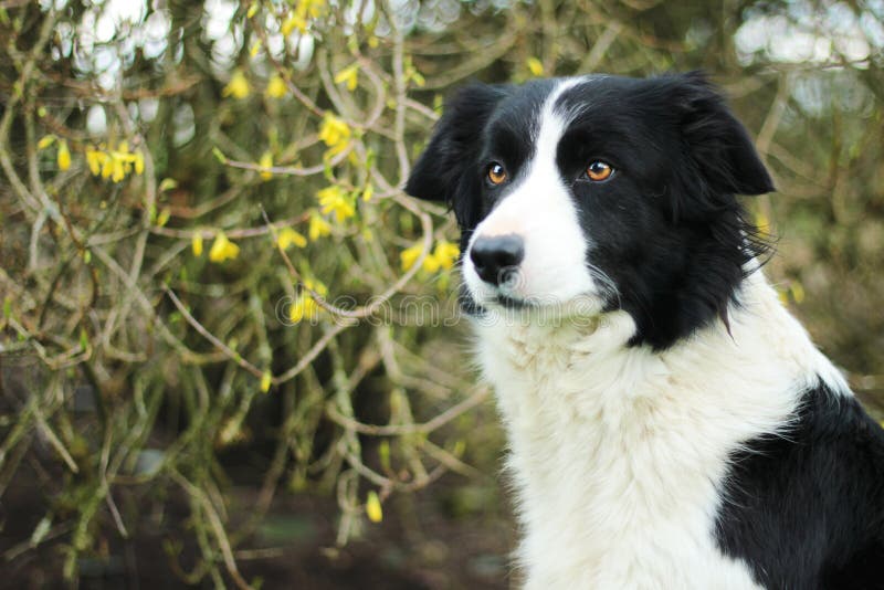 Border collie imagenes de archivo Border collie imagenes de archivo